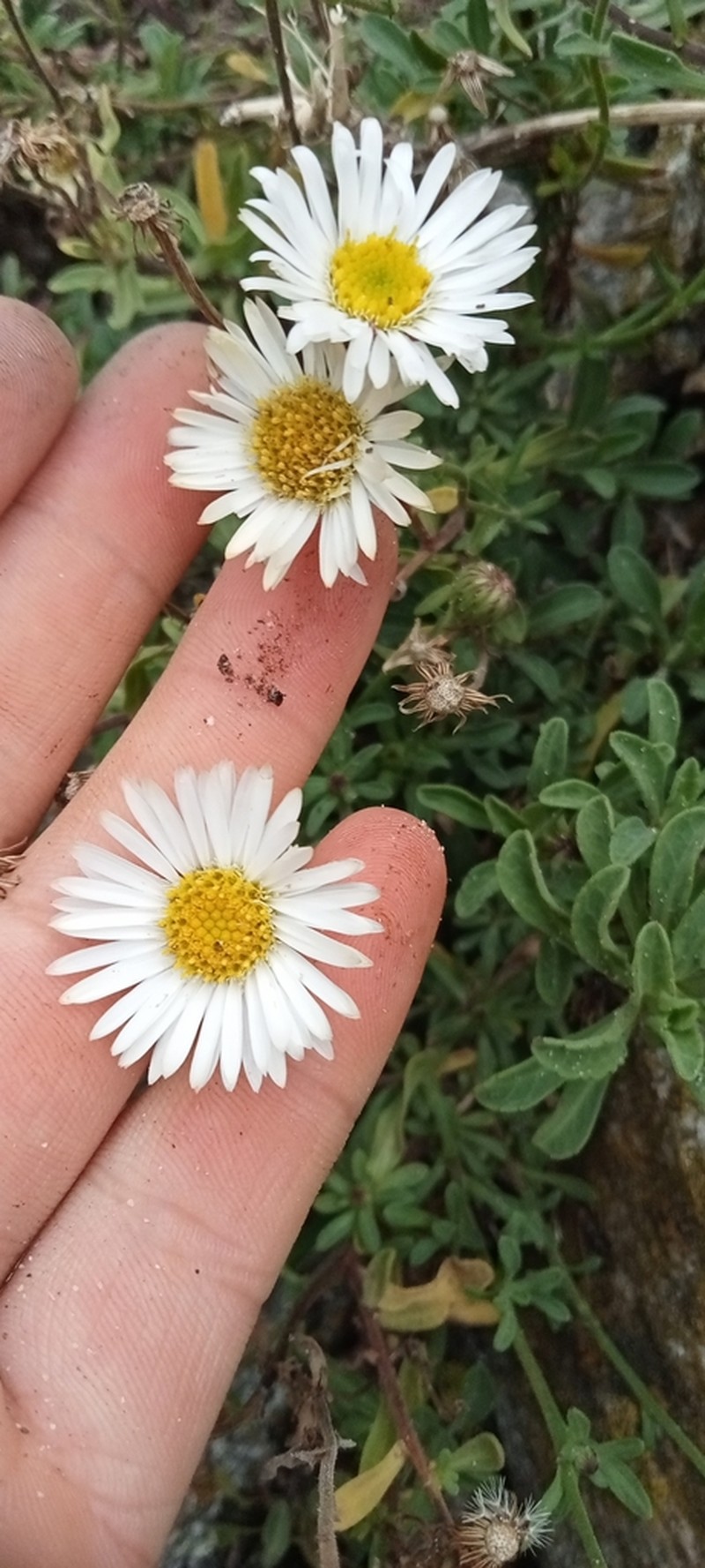 Erigeron leptopetalus photo 7