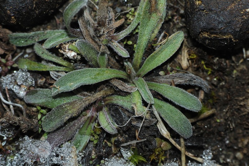 Erigeron leptopetalus photo 8