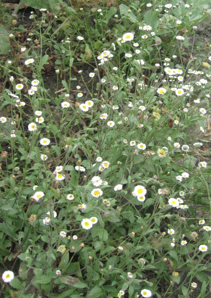 Erigeron leptorhizon photo 2