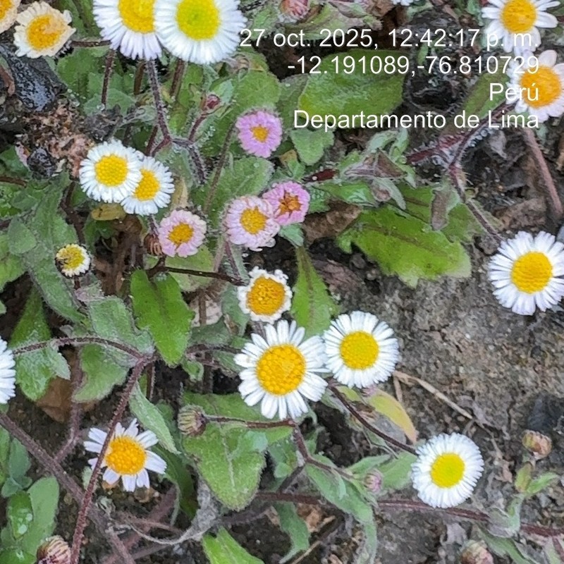 Erigeron leptorhizon photo 3