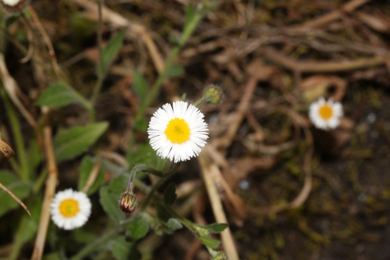 Erigeron leptorhizon photo 4