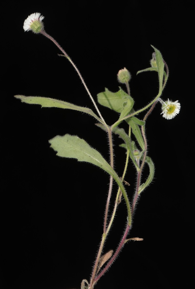 Erigeron leptorhizon photo 5