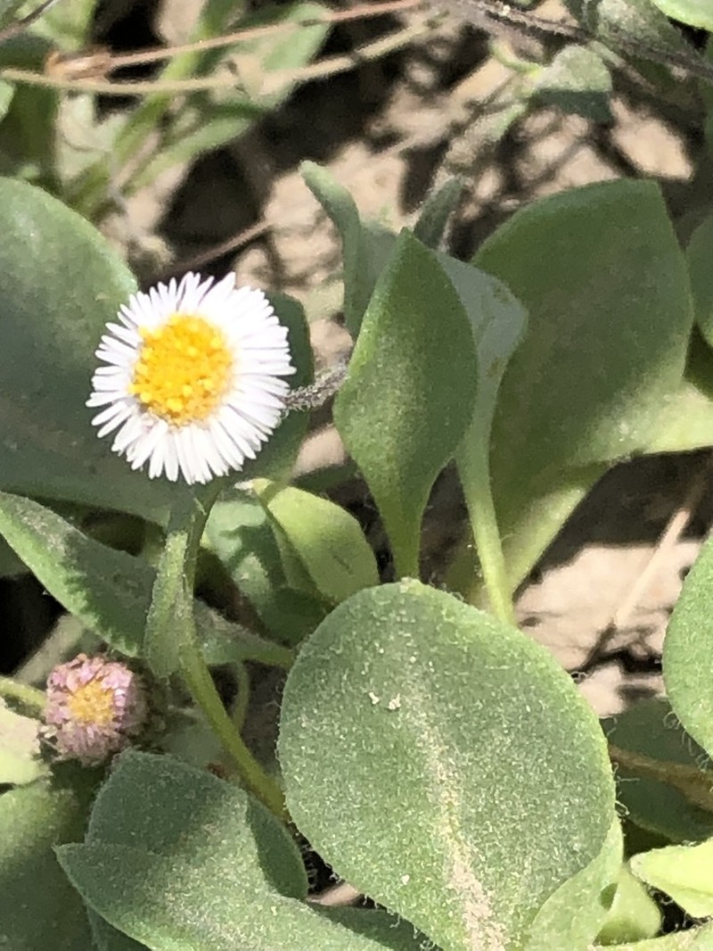 Erigeron leptorhizon photo 6