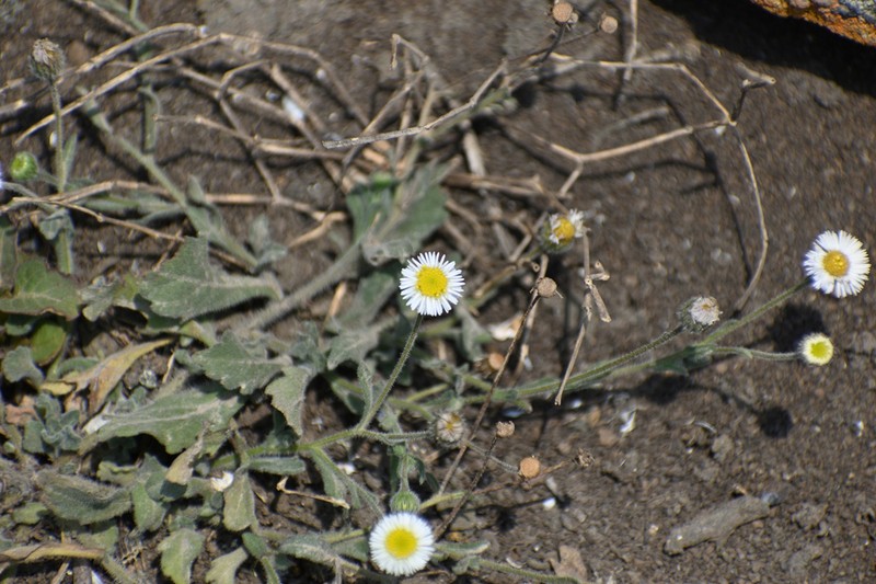 Erigeron leptorhizon photo 7