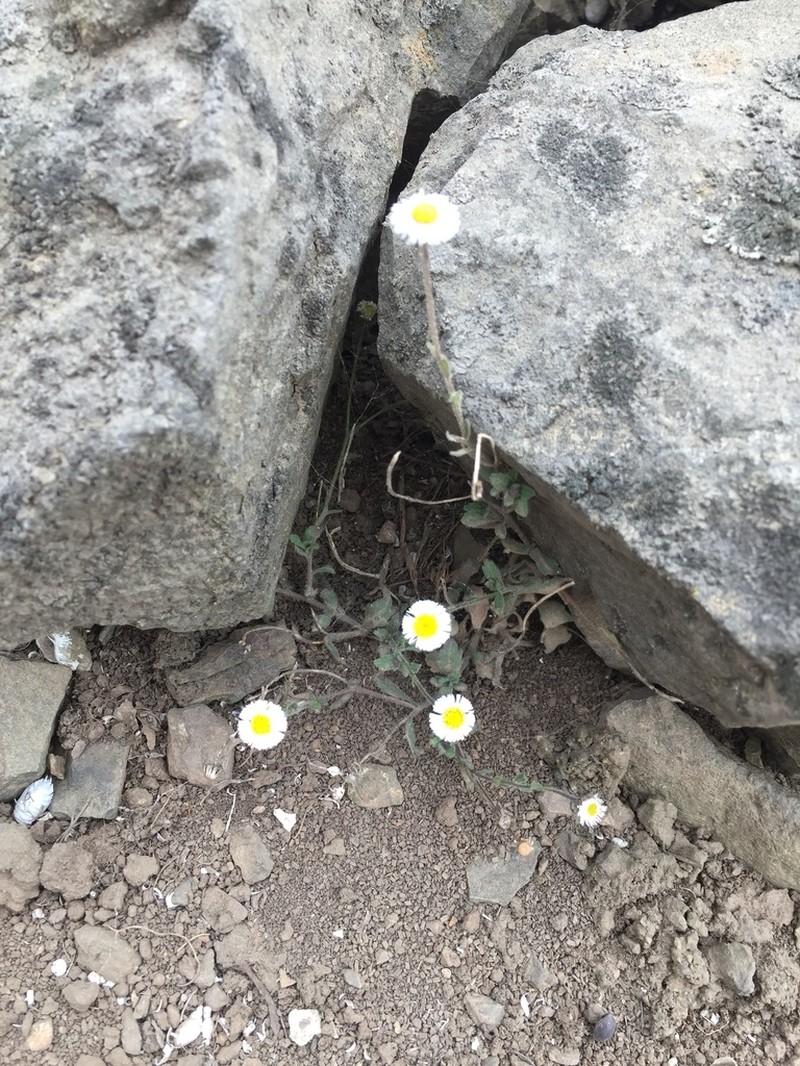 Erigeron leptorhizon photo 8