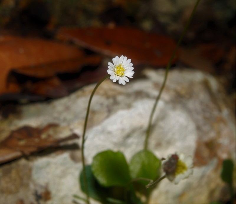 Erigeron libanensis