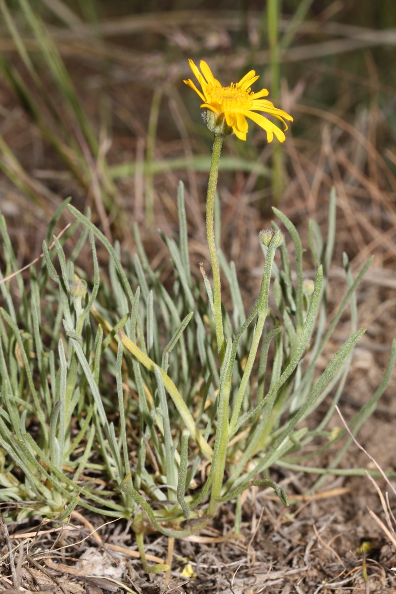 Desert Yellow Fleabane