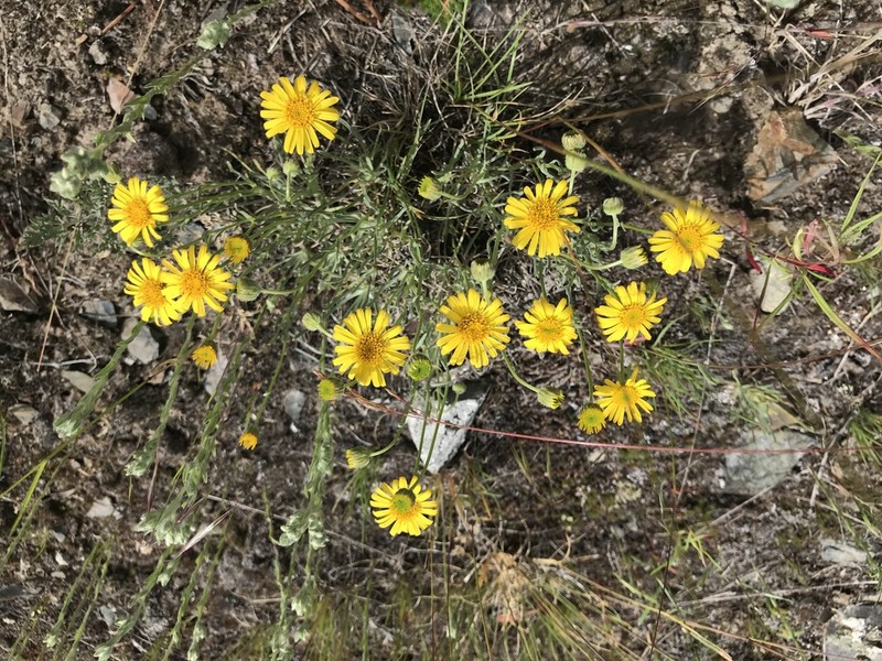 Desert Yellow Fleabane photo 2