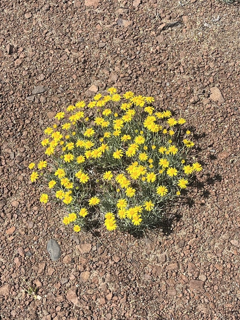 Desert Yellow Fleabane photo 3