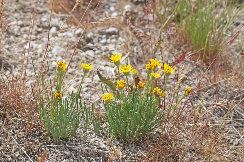 Desert Yellow Fleabane photo 4