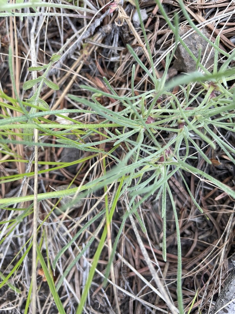 Desert Yellow Fleabane photo 5