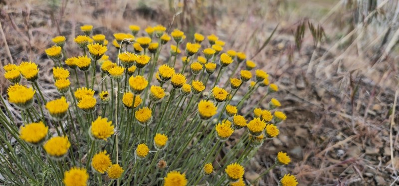 Desert Yellow Fleabane photo 6