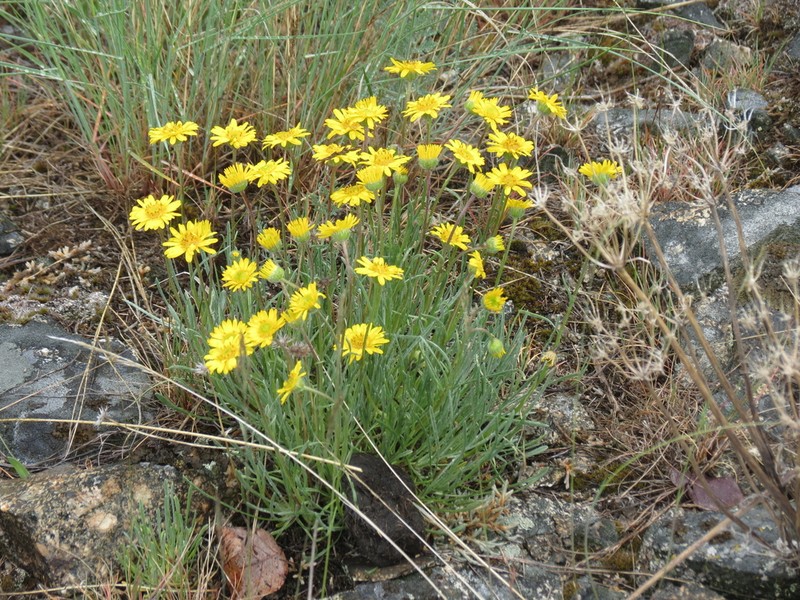 Desert Yellow Fleabane photo 7