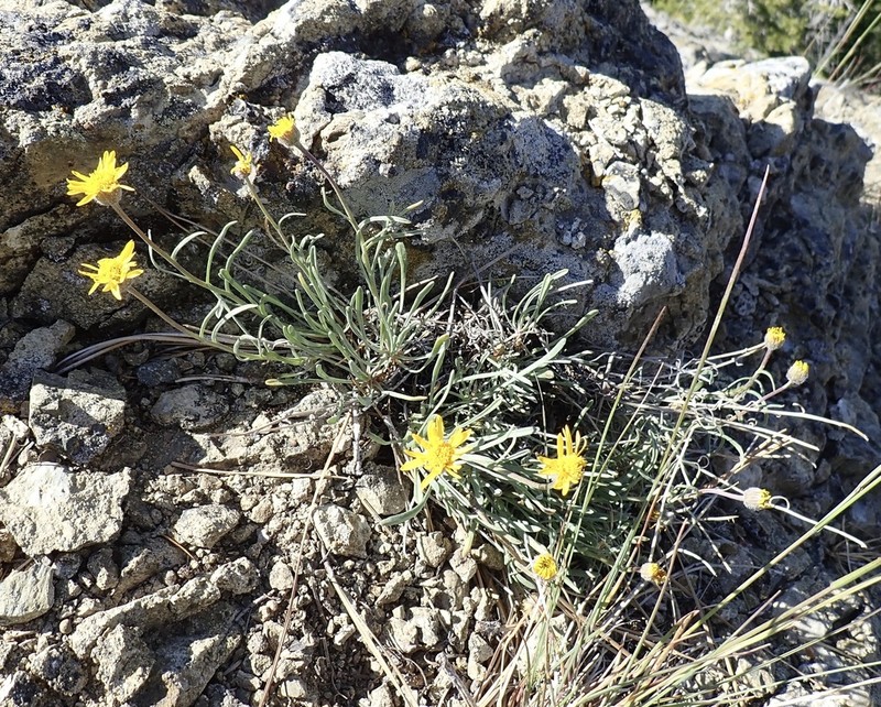 Desert Yellow Fleabane photo 8