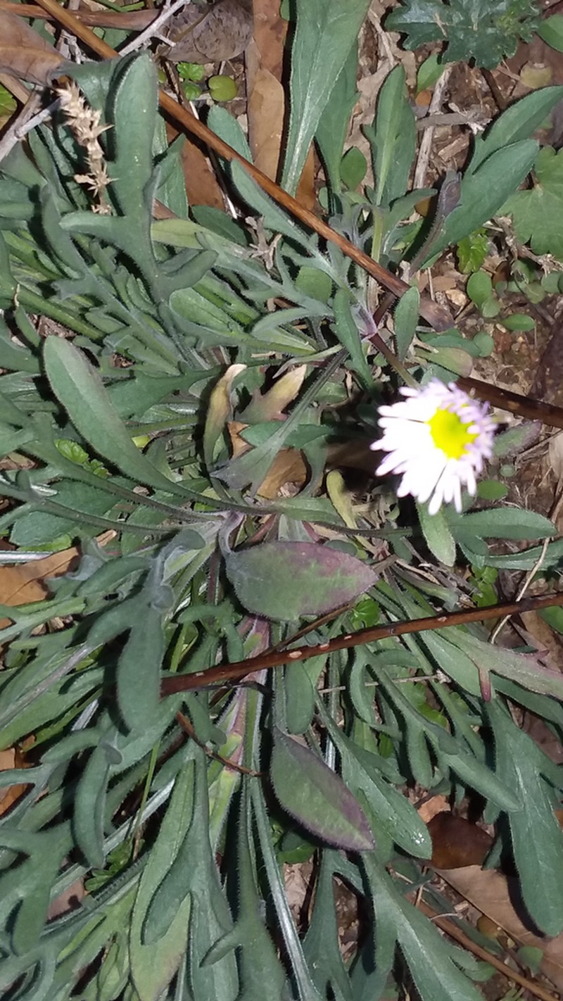 Lobed Fleabane