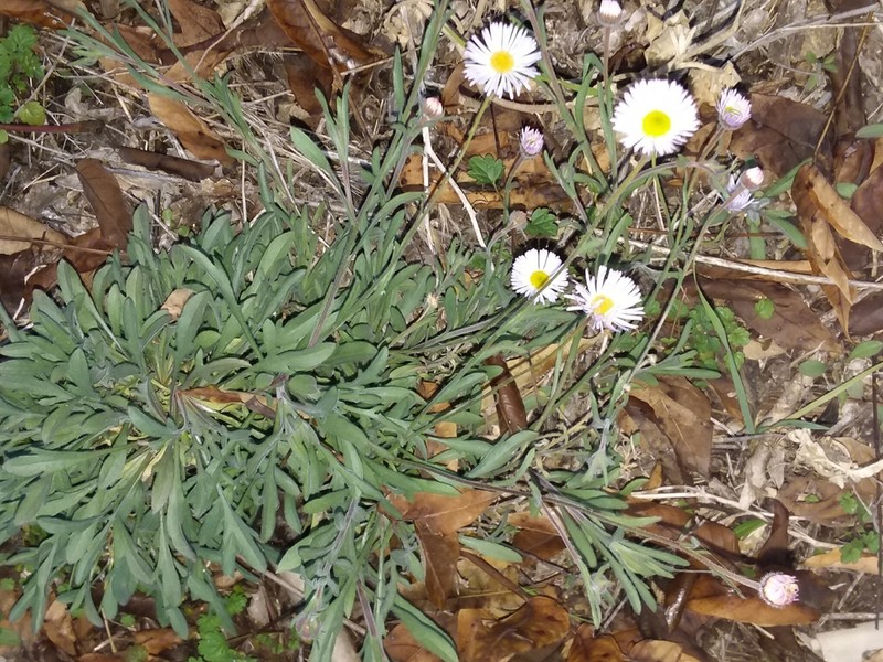 Lobed Fleabane photo 2