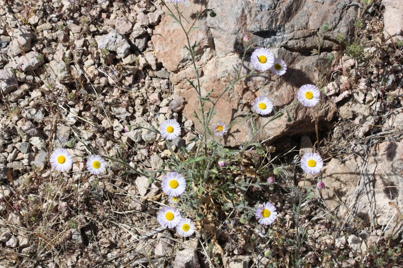Lobed Fleabane photo 3