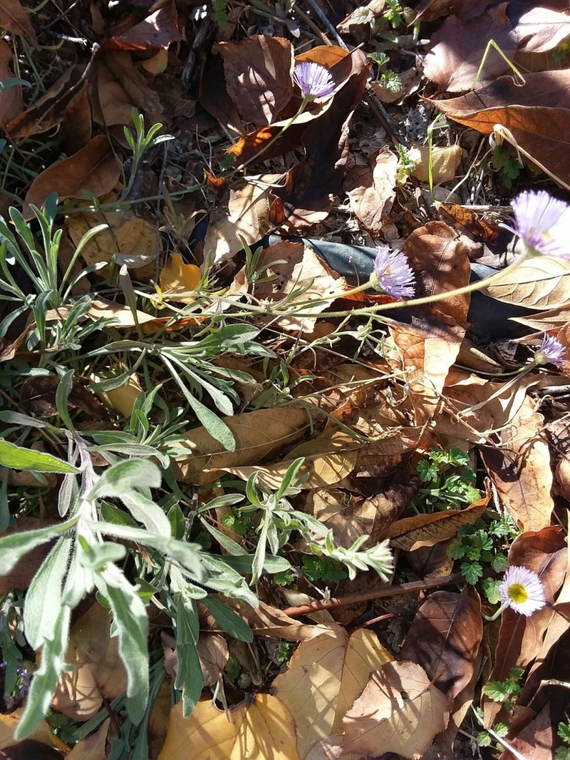 Lobed Fleabane photo 5