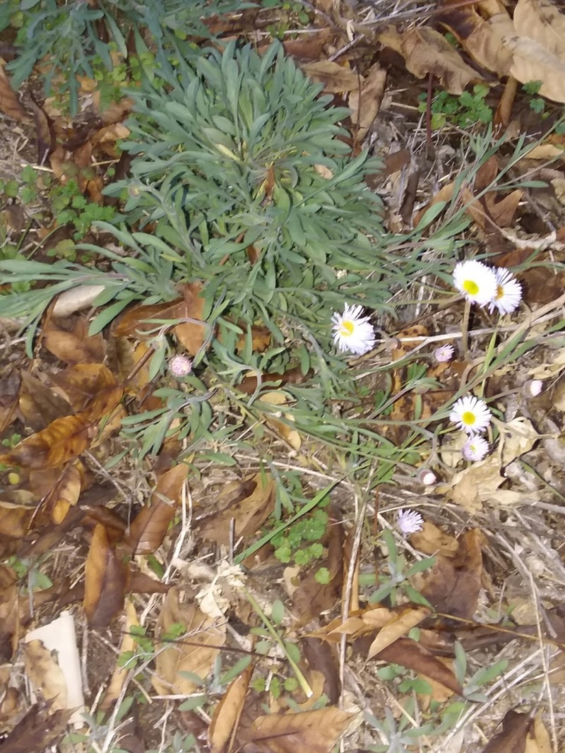 Lobed Fleabane photo 6