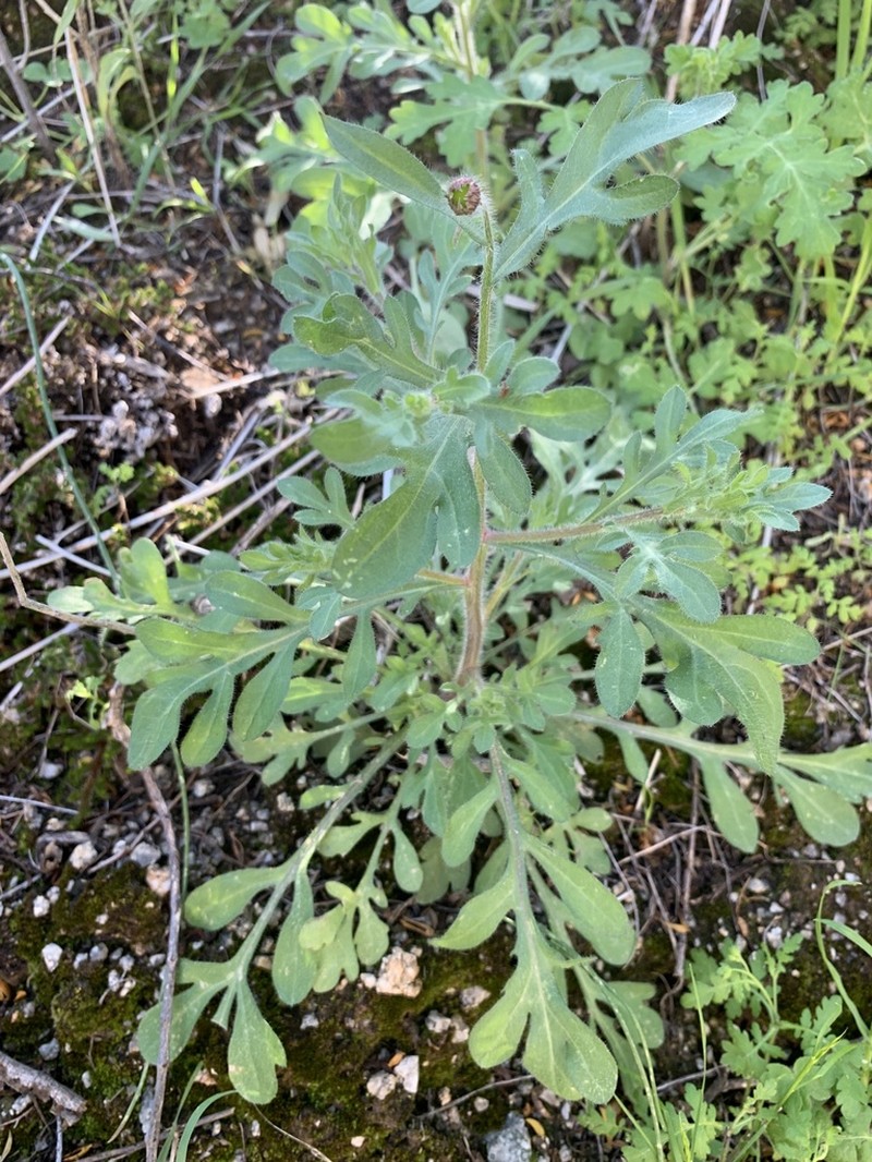 Lobed Fleabane photo 7
