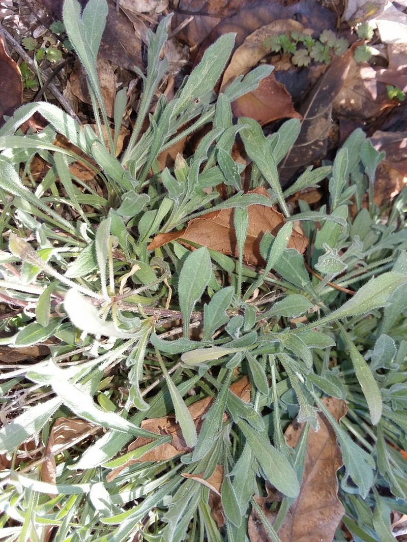 Lobed Fleabane photo 8