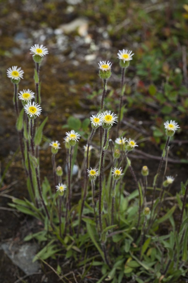 Shortray Fleabane