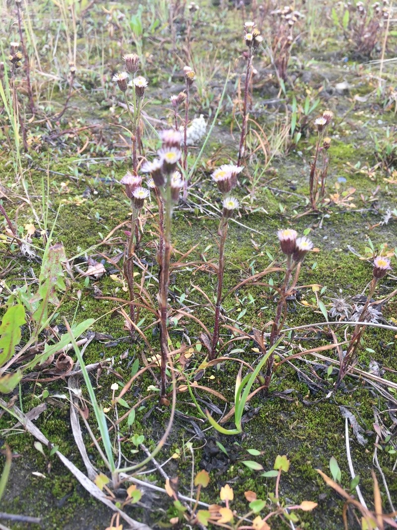 Shortray Fleabane