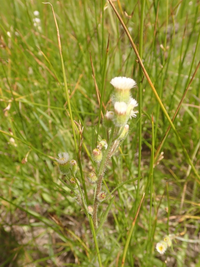 Shortray Fleabane photo 2