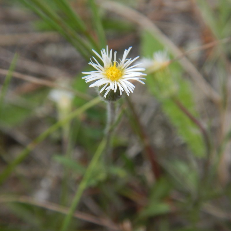 Shortray Fleabane photo 3