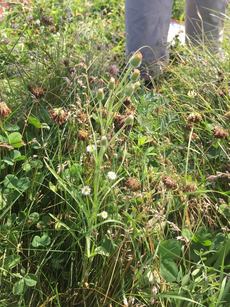 Shortray Fleabane photo 4