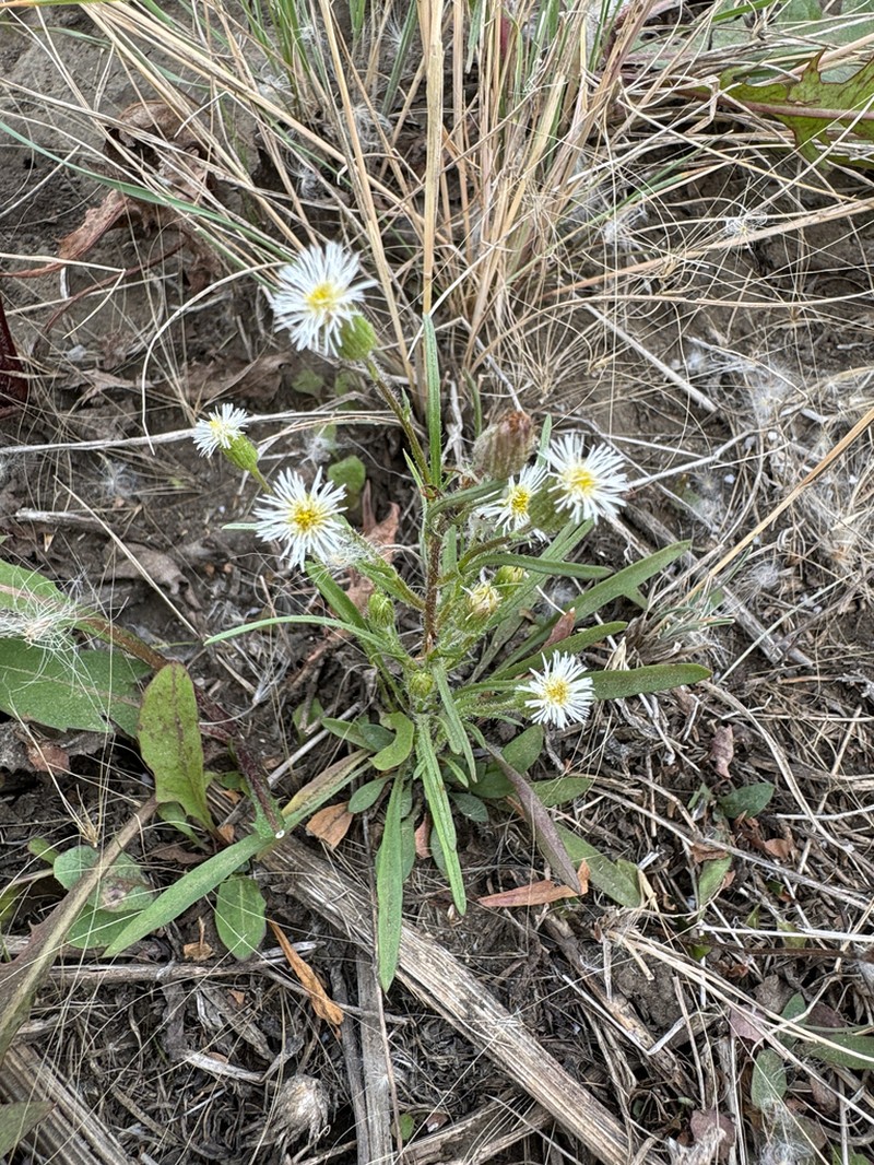 Shortray Fleabane photo 5