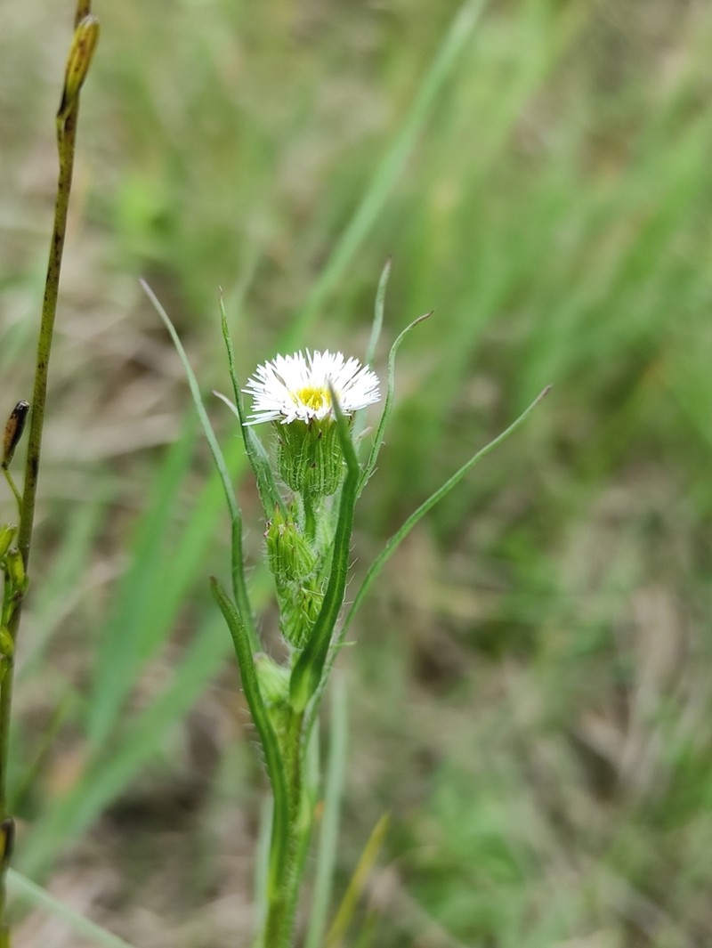 Shortray Fleabane photo 6
