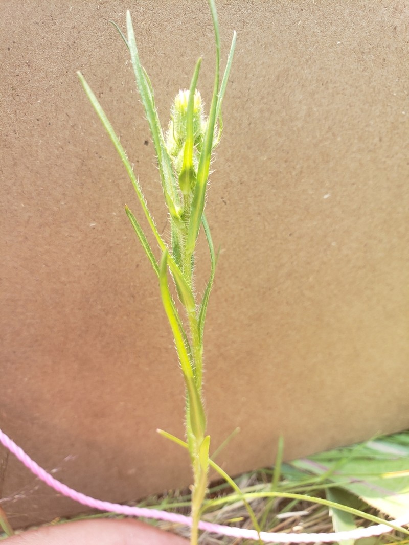 Shortray Fleabane photo 7