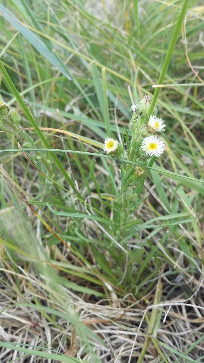 Shortray Fleabane photo 8
