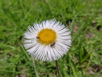 Erigeron longipes