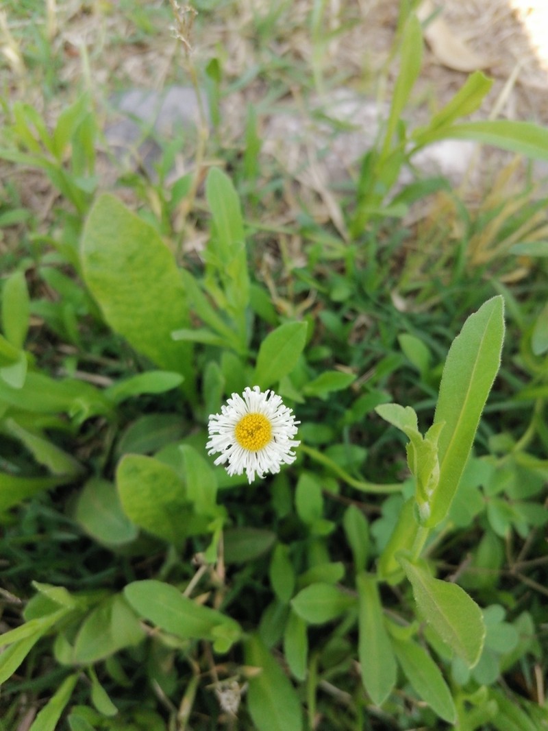 Erigeron longipes photo 2