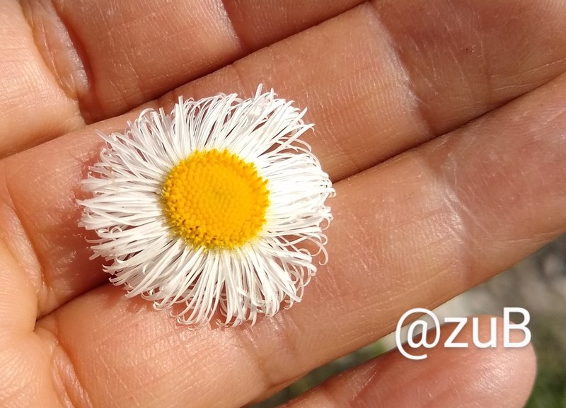 Erigeron longipes photo 3