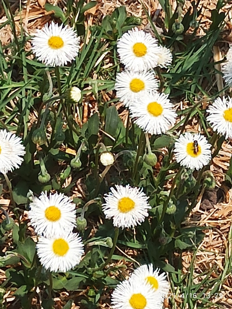 Erigeron longipes photo 4