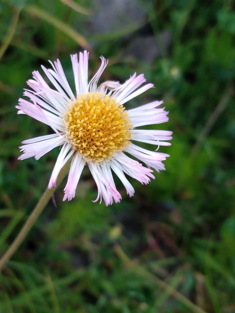Erigeron longipes photo 5