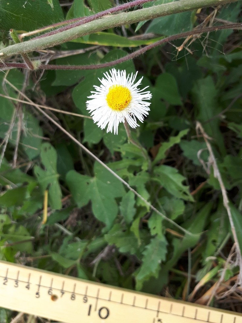 Erigeron longipes photo 6