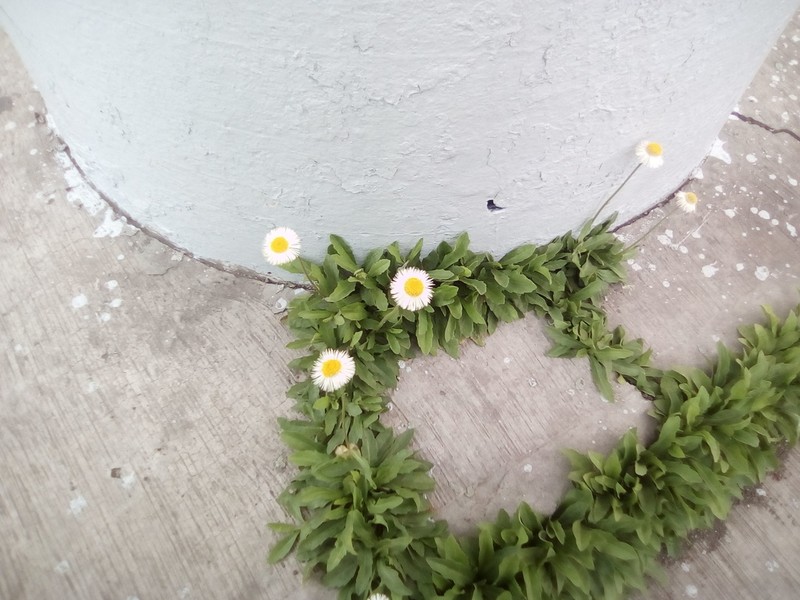 Erigeron longipes photo 7