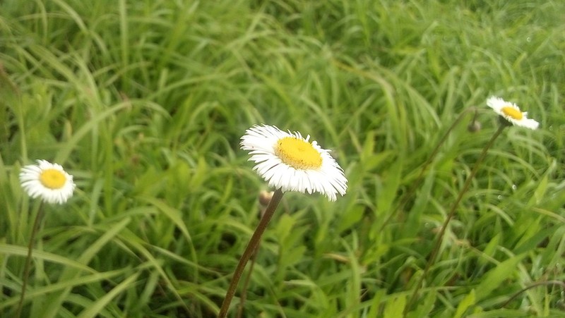 Erigeron longipes photo 8