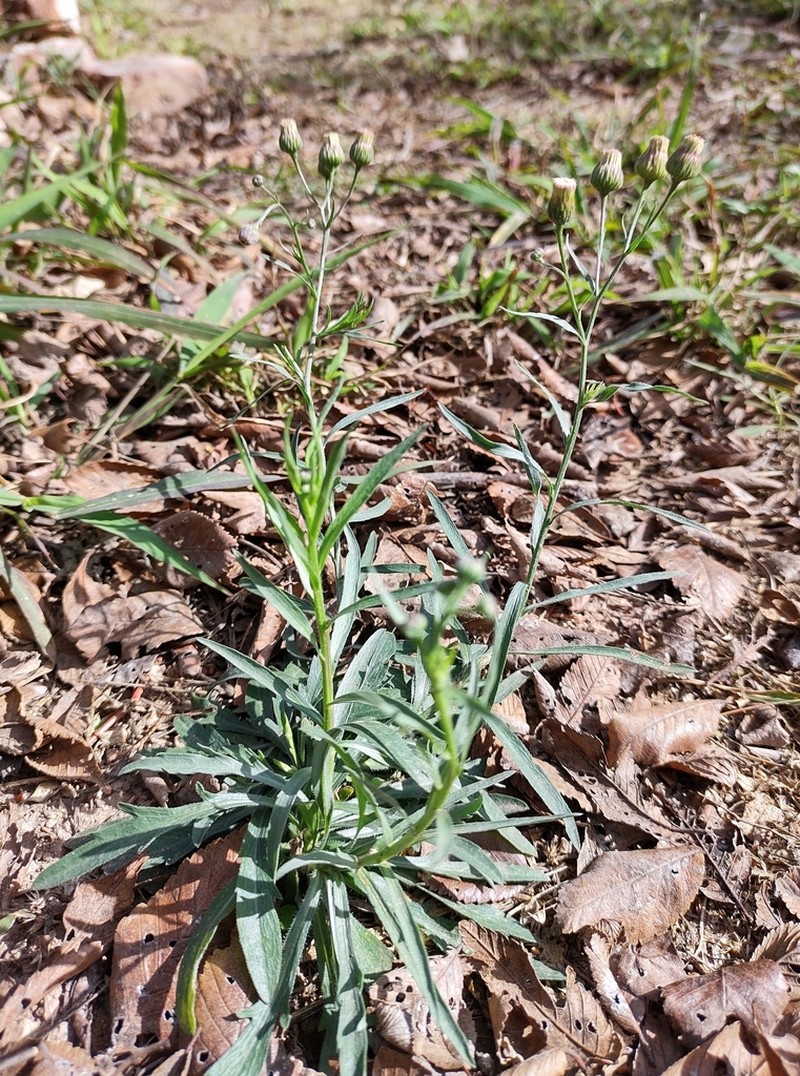 Erigeron lorentzii photo 4