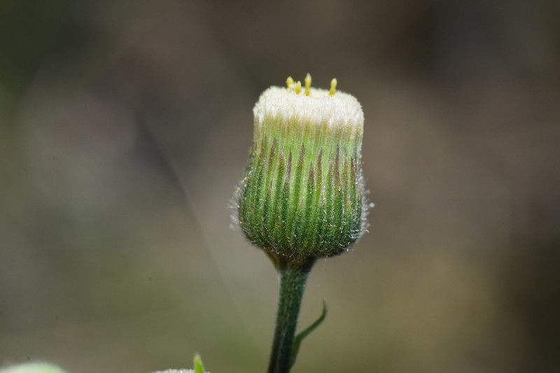 Erigeron lorentzii photo 7