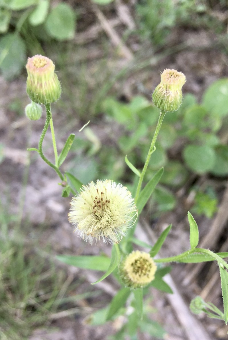 Erigeron lorentzii photo 8