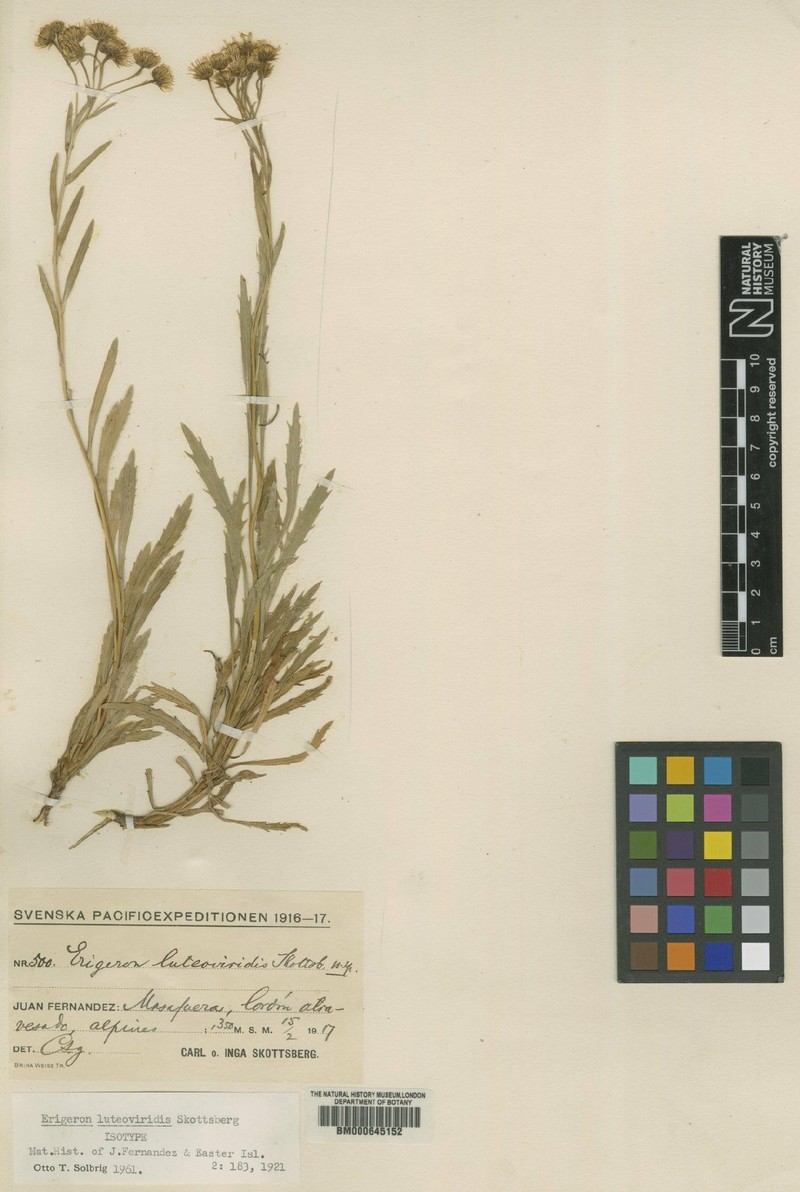 Erigeron luteoviridis