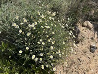 Erigeron luxurians