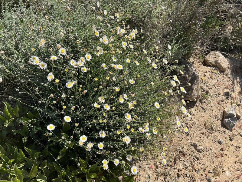 Erigeron luxurians