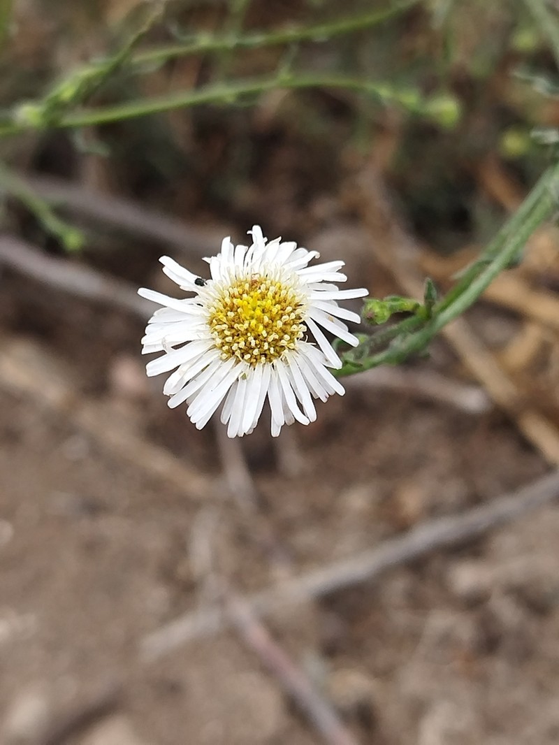 Erigeron luxurians photo 2