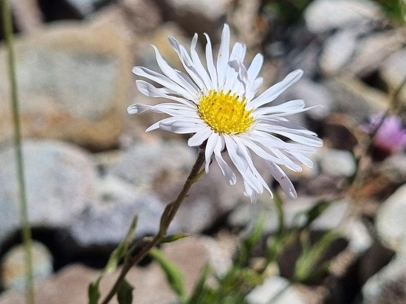 Erigeron luxurians photo 3